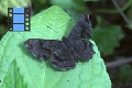 Scene 09_Dark brown Skipper on leaf